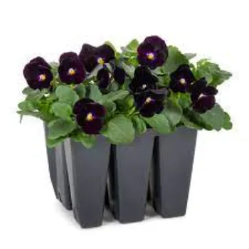 Black Pansy Plant 8-pansy plant-4091457-41607.webp